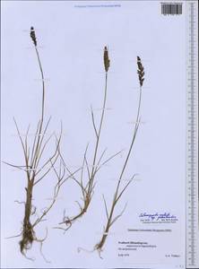 Calamagrostis stricta (Timm) Koeler, Western Europe (EUR) (Svalbard and Jan Mayen)