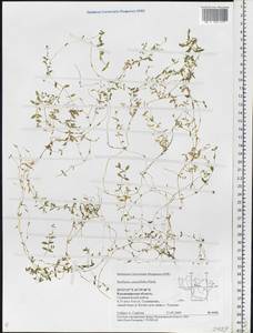 Stellaria crassifolia Ehrh., Eastern Europe, Central region (E4) (Russia)