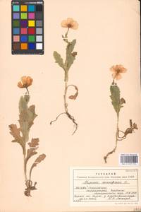 Papaver somniferum L., Eastern Europe, Moscow region (E4a) (Russia)