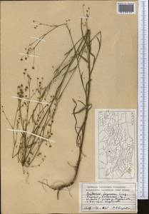 Bupleurum ferganense Linchevskii, Middle Asia, Western Tian Shan & Karatau (M3) (Kyrgyzstan)