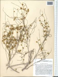 Calligonum rubescens Mattei, Middle Asia, Pamir & Pamiro-Alai (M2) (Tajikistan)