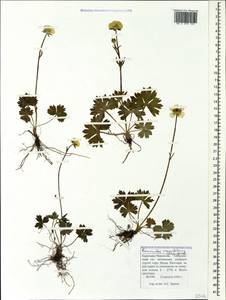 Ranunculus crassifolius (Rupr.) Grossh., Caucasus, Stavropol Krai, Karachay-Cherkessia & Kabardino-Balkaria (K1b) (Russia)