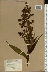 Veratrum lobelianum Bernh., Eastern Europe, North Ukrainian region (E11) (Ukraine)