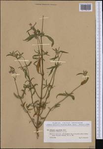 Galeopsis angustifolia Ehrh. ex Hoffm., Western Europe (EUR) (Italy)