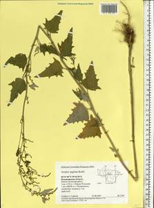 Atriplex sagittata Borkh., Eastern Europe, Central region (E4) (Russia)