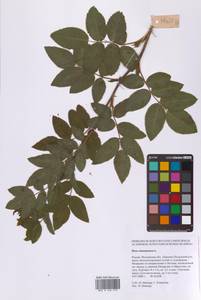 Rosa majalis Herrm., Eastern Europe, Moscow region (E4a) (Russia)