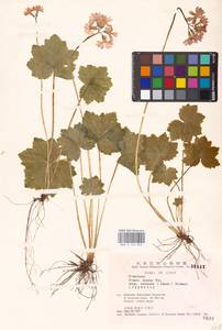 Primula jesoana Miq., South Asia, South Asia (Asia outside ex-Soviet states and Mongolia) (ASIA) (Japan)