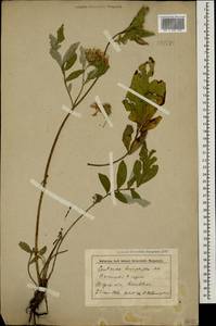 Psephellus leucophyllus (M. Bieb.) C. A. Mey., Caucasus, Stavropol Krai, Karachay-Cherkessia & Kabardino-Balkaria (K1b) (Russia)