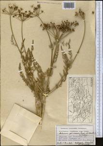 Schrenkia golickeana (Regel & Schmalh.) B.Fedtsch., Middle Asia, Western Tian Shan & Karatau (M3) (Kazakhstan)