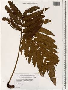 Woodwardia japonica (L. fil.) Sm., South Asia, South Asia (Asia outside ex-Soviet states and Mongolia) (ASIA) (Vietnam)