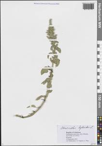 Amaranthus hybridus L., Middle Asia, Syr-Darian deserts & Kyzylkum (M7) (Uzbekistan)