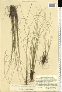 Helictotrichon desertorum (Less.) Pilg., Eastern Europe, Central forest-and-steppe region (E6) (Russia)