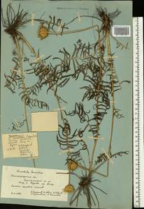 Klasea radiata subsp. tanaitica (P. A. Smirn.) L. Martins, Eastern Europe, Lower Volga region (E9) (Russia)