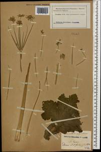 Heracleum villosum (Hoffm.) Fisch. ex Spreng., Caucasus (no precise locality) (K0)