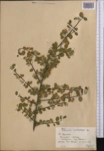 Cotoneaster multiflorus Bunge, Middle Asia, Western Tian Shan & Karatau (M3) (Kazakhstan)