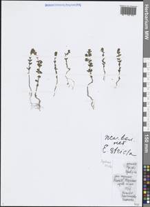 Euphrasia stricta J.P.Wolff ex J.F.Lehm., Eastern Europe, Central region (E4) (Russia)