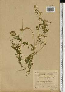 Vicia tenuifolia Roth, Eastern Europe, Central forest-and-steppe region (E6) (Russia)