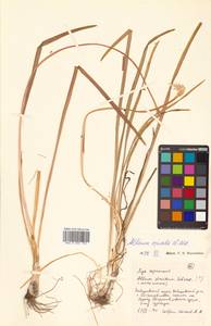 Allium spirale Schweigg., Siberia, Russian Far East (S6) (Russia)