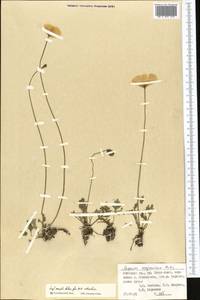 Papaver croceum Ledeb., Middle Asia, Pamir & Pamiro-Alai (M2) (Kyrgyzstan)