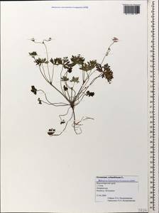Geranium columbinum L., Caucasus, Black Sea Shore (from Novorossiysk to Adler) (K3) (Russia)