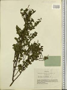 Spiraea trilobata L., Siberia, Altai & Sayany Mountains (S2) (Russia)