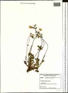 Potentilla rubella T. J. Sørensen, Siberia, Central Siberia (S3) (Russia)