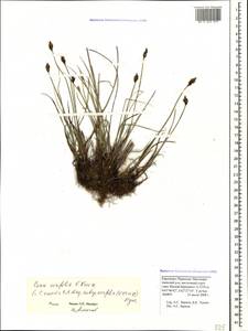 Carex pseudofoetida subsp. acrifolia (V.I.Krecz.) Kukkonen, Caucasus, Stavropol Krai, Karachay-Cherkessia & Kabardino-Balkaria (K1b) (Russia)