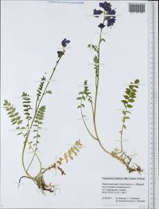 Polemonium villosum Rudolph ex Georgi, Siberia, Chukotka & Kamchatka (S7) (Russia)