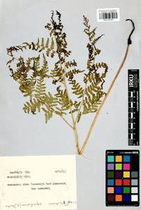 Pteridium aquilinum subsp. japonicum (Nakai) Á. Löve & D. Löve, Siberia, Baikal & Transbaikal region (S4) (Russia)