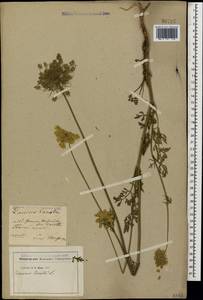Daucus carota L., Caucasus, Georgia (K4) (Georgia)