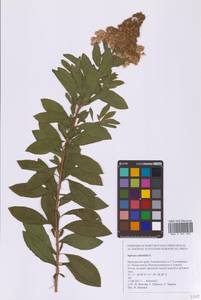 Spiraea salicifolia L., Siberia, Russian Far East (S6) (Russia)