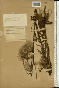 Cirsium palustre (L.) Scop., Eastern Europe, Northern region (E1) (Russia)