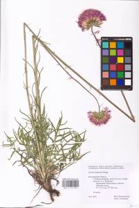Jurinea ledebourii Bunge, Eastern Europe, Central forest-and-steppe region (E6) (Russia)