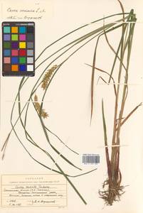 Carex vesicaria L., Siberia, Russian Far East (S6) (Russia)