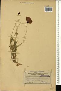 Papaver macrostomum Boiss. & A. Huet ex Boiss., Caucasus, Azerbaijan (K6) (Azerbaijan)