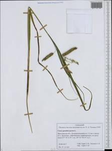 Carex pseudocyperus L., Eastern Europe, Central forest region (E5) (Russia)