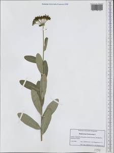 Bupleurum fruticosum L., Western Europe (EUR) (France)