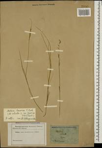 Melica ciliata L., Crimea (KRYM) (Russia)