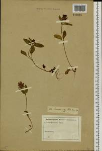 Prunella vulgaris L., Siberia, Western Siberia (S1) (Russia)
