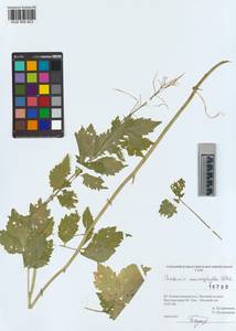 KUZ 005 423, Cardamine macrophylla Willd., Siberia, Altai & Sayany Mountains (S2) (Russia)