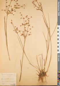 Juncus articulatus subsp. articulatus, Eastern Europe, Central region (E4) (Russia)