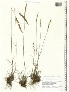 Koeleria pyramidata (Lam.) P.Beauv., Crimea (KRYM) (Russia)