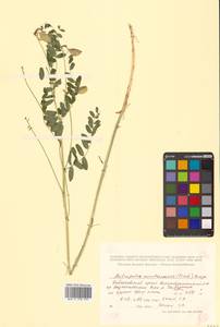 Astragalus mongholicus Bunge, Siberia, Russian Far East (S6) (Russia)