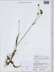 Hieracium korshinskyi Zahn, Siberia, Baikal & Transbaikal region (S4) (Russia)