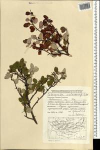 Cotoneaster melanocarpus G. Lodd., Mongolia (MONG) (Mongolia)