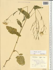 Brassica napus L., Eastern Europe, Central forest region (E5) (Russia)
