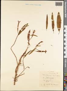 Magnoliopsida, Australia & Oceania (AUSTR) (Samoa)