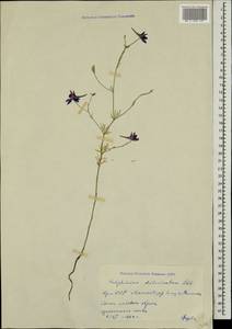 Delphinium consolida subsp. divaricatum (Ledeb.) A. Nyár., Caucasus, Armenia (K5) (Armenia)