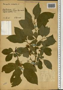 Euonymus europaeus L., Eastern Europe, Moldova (E13a) (Moldova)