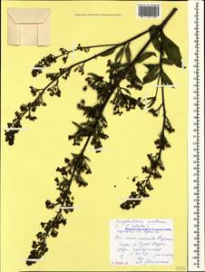 Scrophularia umbrosa Dumort., Crimea (KRYM) (Russia)